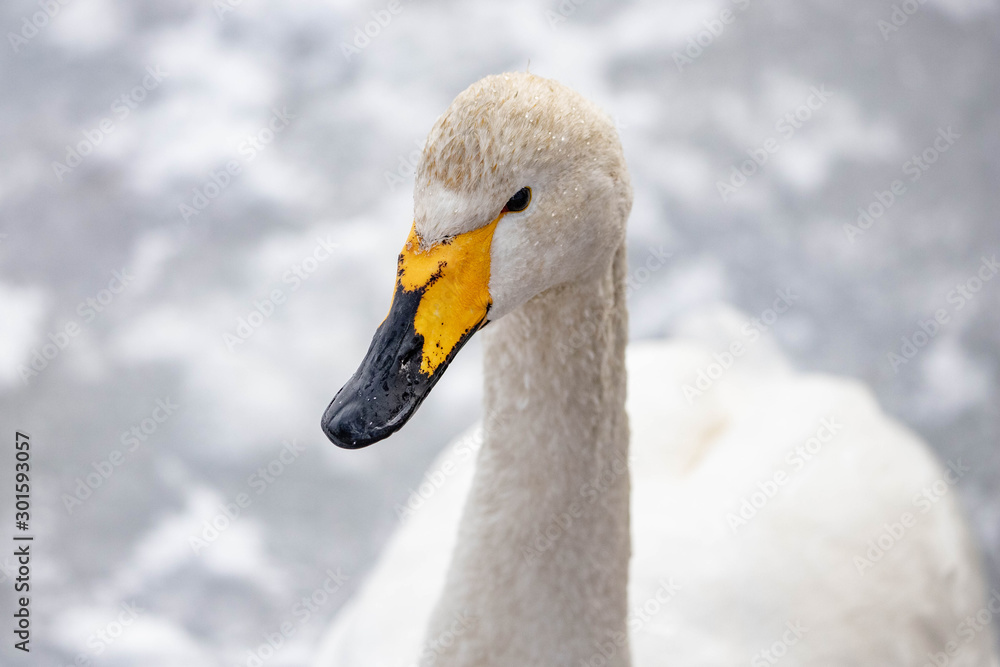 Obraz premium 白鳥