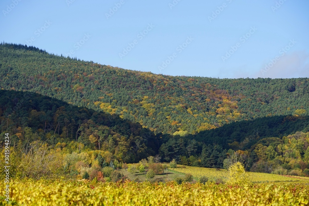 Herbstliche Hügellandschaft des Pfälzerwalds