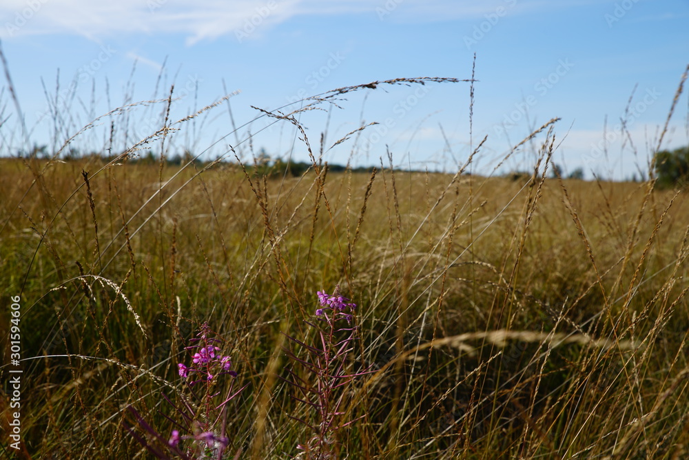 Obraz premium High fens Belgium