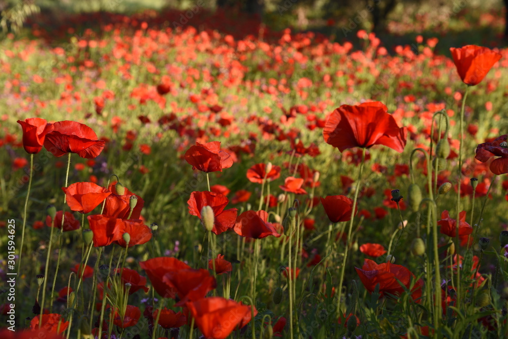 Fototapeta premium Czerwone maki wildflower papaver w polu z zielonymi kwiatami.