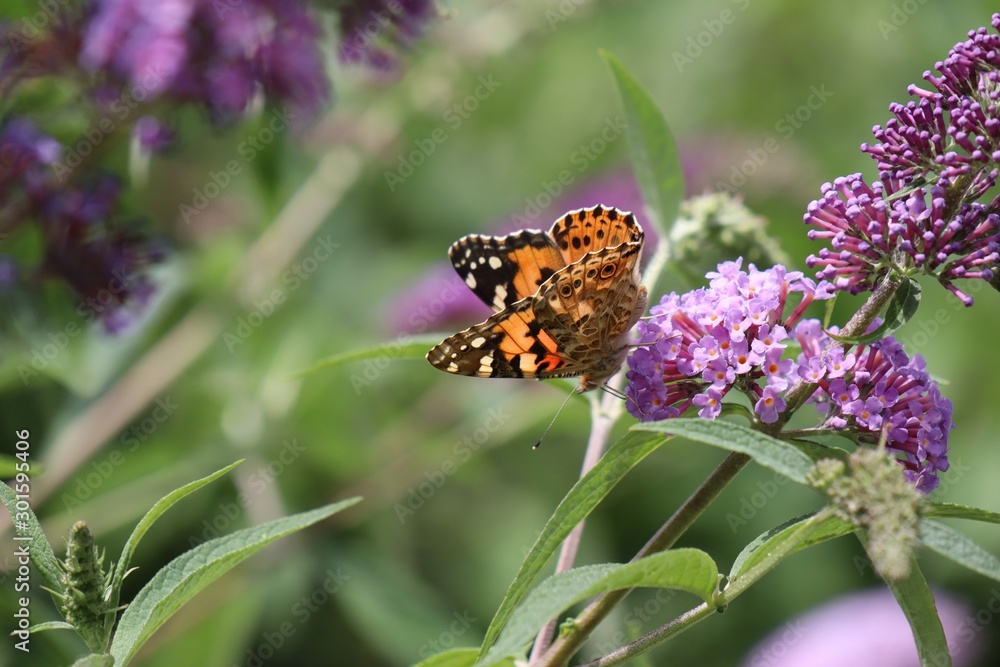 Butterfly Butterfly