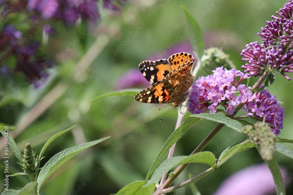 Obraz premium Butterfly 