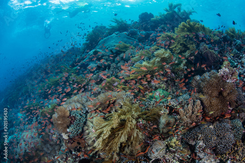 A healthy and colorful coral reef thrives amid the beautiful, tropical seascape in Alor, Indonesia. This remote region is known for its extraordinary marine biodiversity.
