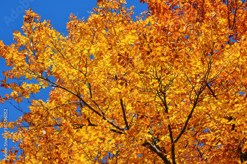 Colorful autumn landscape from Rodopi mountain, Bulgaria