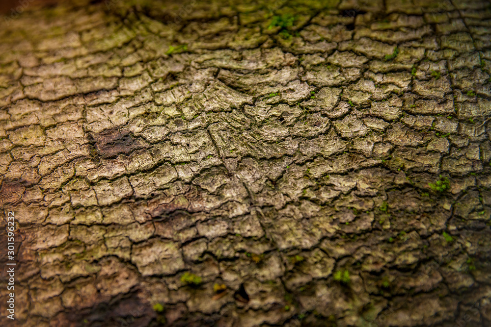 Fototapeta premium Texture of tree bark close-up. Macrophotography.