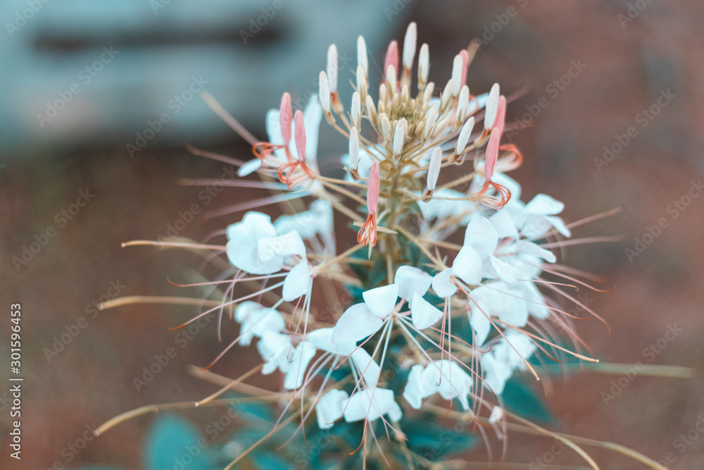 flowers on a background