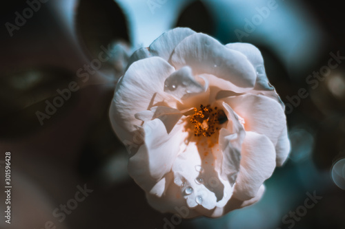 flowers on a background