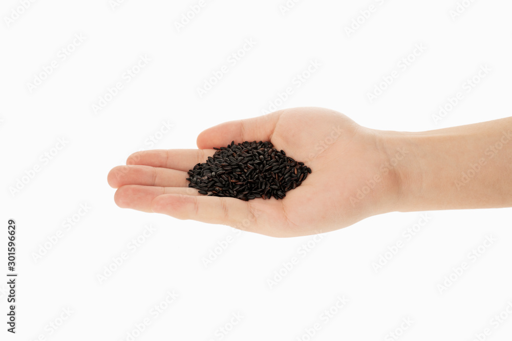 black wheat in hands with white background black wheat in hands with white background