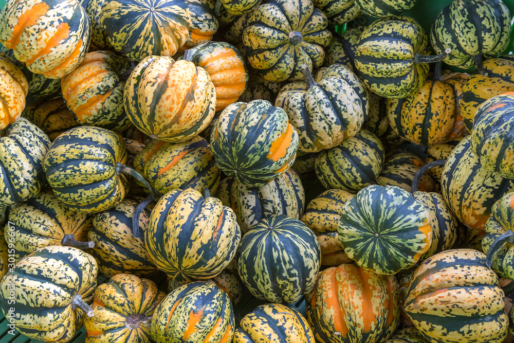 Mehrere Chamäleon Kürbisse im Herbst