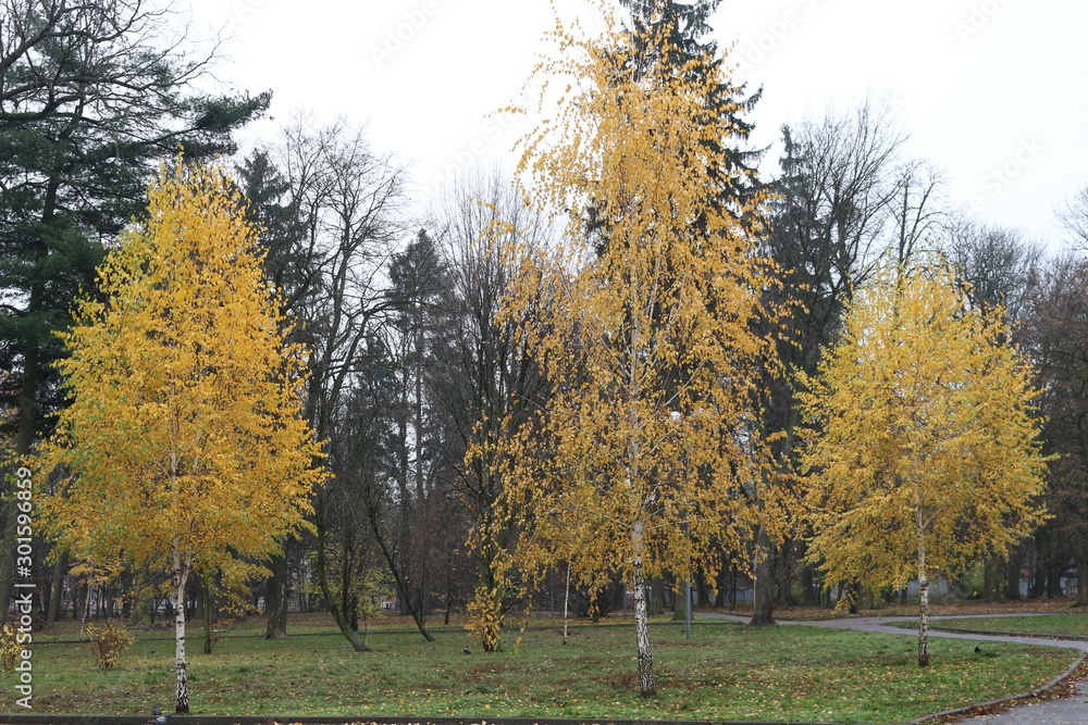 Fototapeta premium Yellow birch leaves make the autumn landscape bright and beautiful