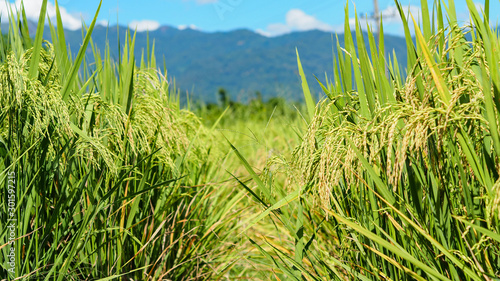 Closeup Shot of A Rice Field or Paddy Field with Full of Ears of Rice or Ears of Paddy over Hills Background.  Selective Focus and Blurred Background.