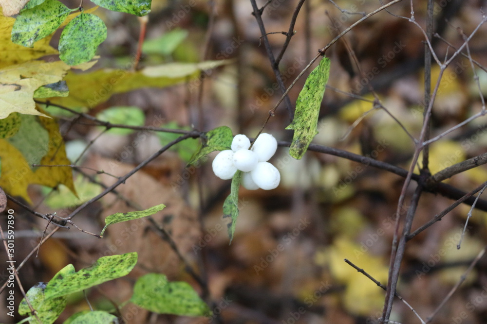 White berries adorn the branches of a bush in the fall White berries adorn the branches of a bush in the fall