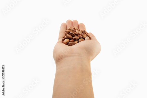 brown bean in hands with white background