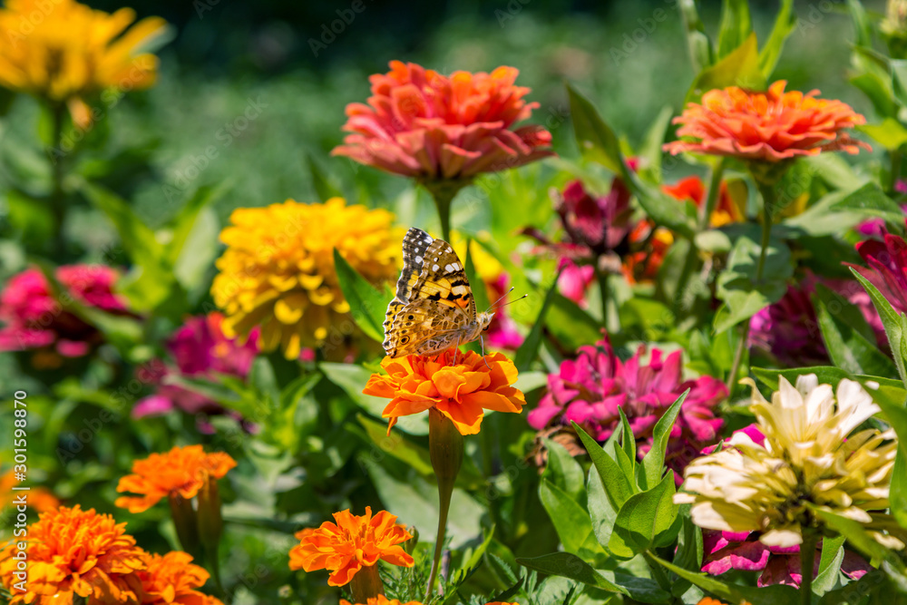 Natural background with beautiful orange zinnia flowers with butterfly on petals, growing in the garden. Natural background with beautiful orange zinnia flowers with butterfly on petals, growing in the garden.