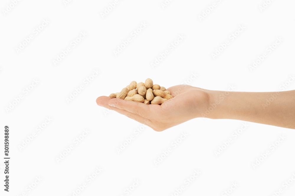 peanut in hands with white background peanut in hands with white background