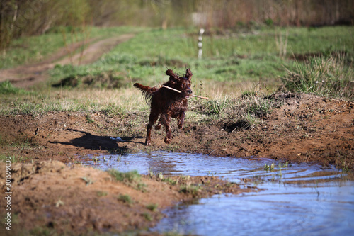Wet Irish Setter dog running on puddle