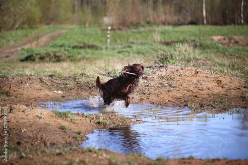Wet Irish Setter dog running on puddle © Alexandr