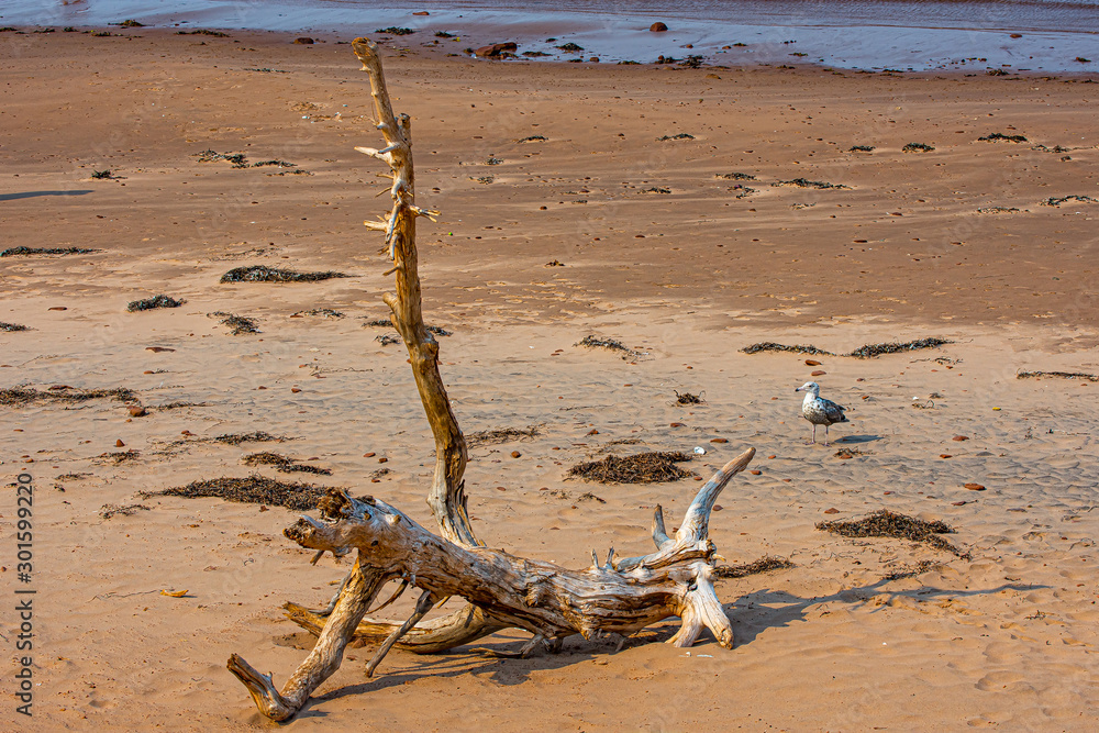 Driftwood and a Seagull in the Afternoon Sunlight Driftwood and a Seagull in the Afternoon Sunlight