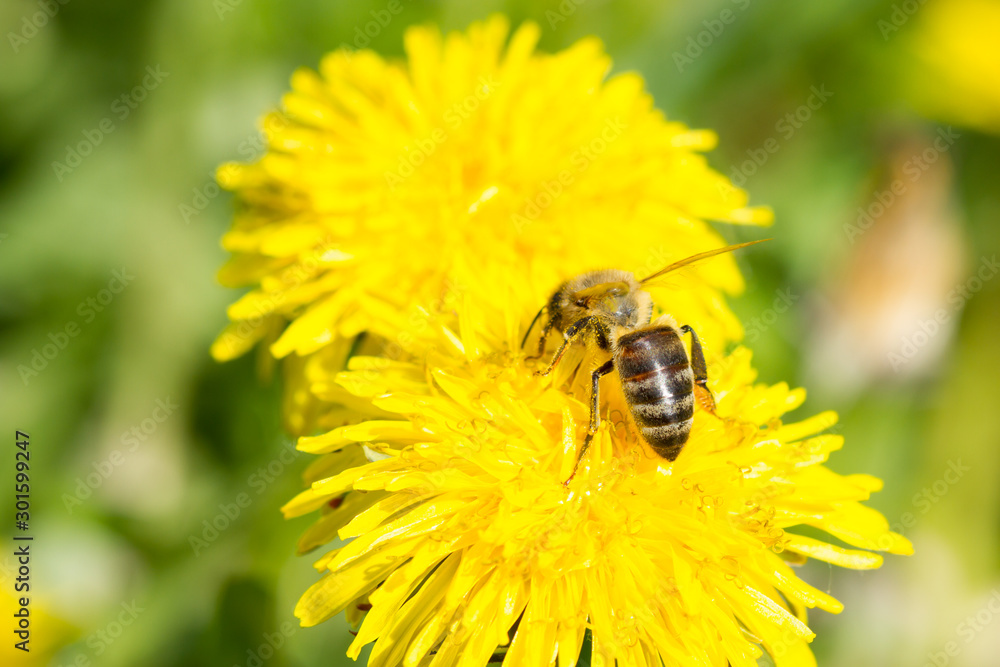Dandelion flower and a bee Dandelion flower and a bee