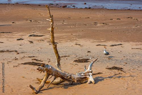 Driftwood and a Seagull in the Afternoon Sunlight