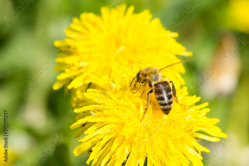 Dandelion flower and a bee