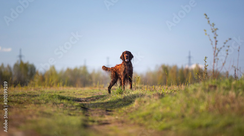 Irish Setter dog on spring field searching for prey © Alexandr