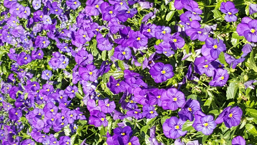 Obraz premium flowers purple