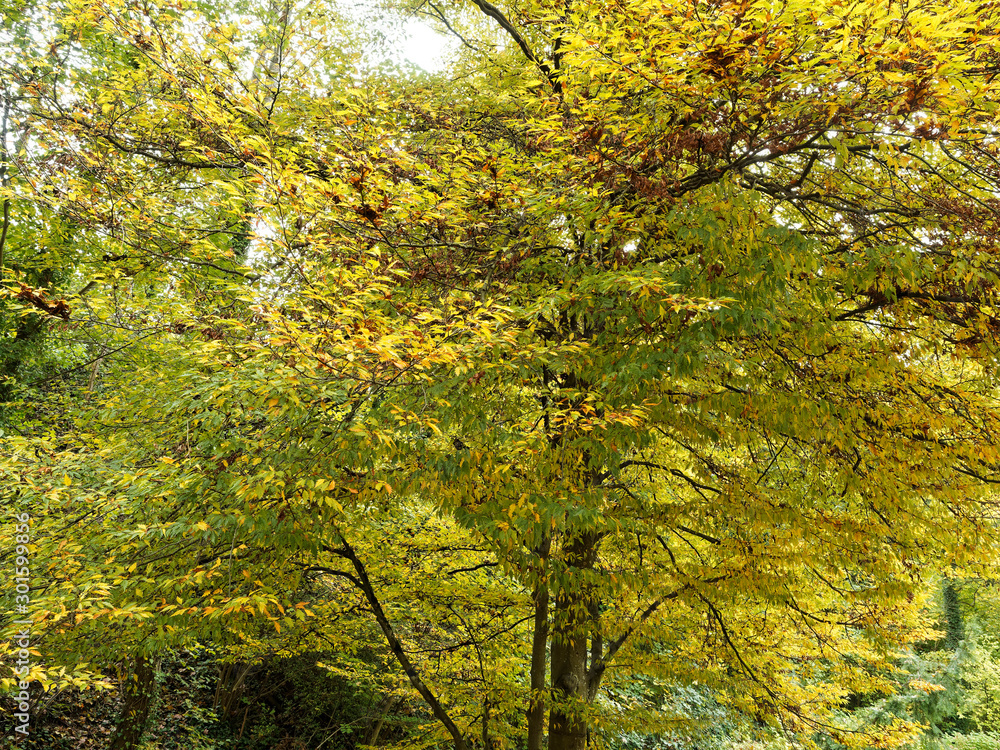 Cut Leaf European Beech with beautiful yellow and golden foliage in autumn (Fagus sylvatica 'Laciniata' or 'Aspleniifolia') Cut Leaf European Beech with beautiful yellow and golden foliage in autumn (Fagus sylvatica 'Laciniata' or 'Aspleniifolia')