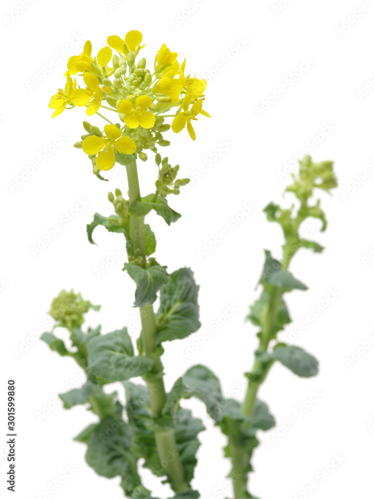 Chinese cabbage flowers on white background Chinese cabbage flowers on white background
