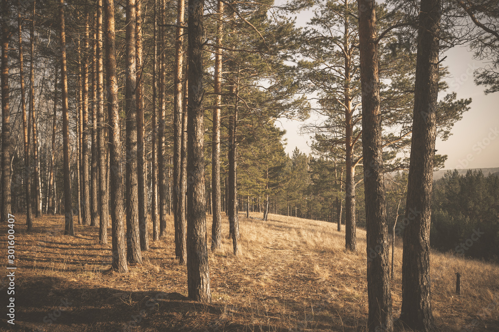 Obraz premium forest in autumn