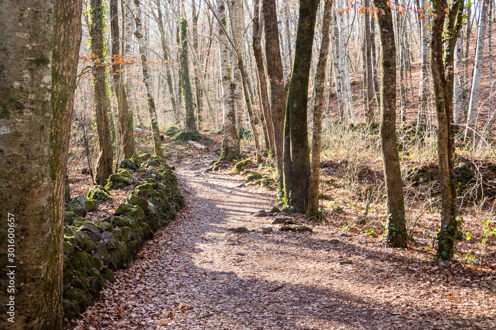 Obraz premium Trek path in the forest