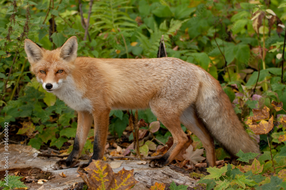 my friend the Fox in September