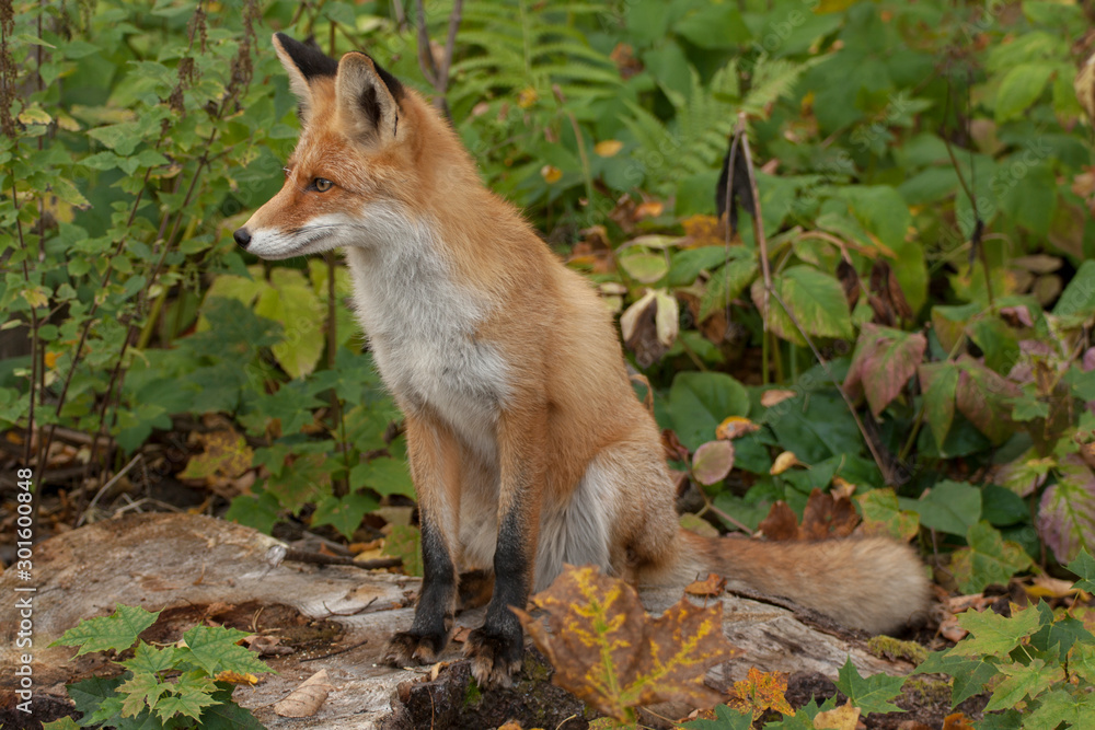 red fox red fox