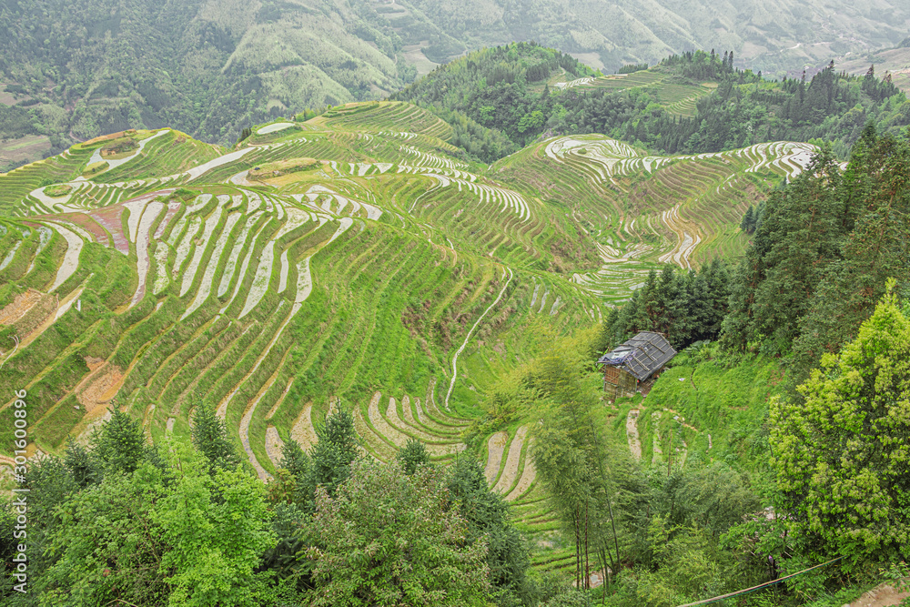 Green rice terraces at Ping'ancun village in the Longsheng area near Guilin