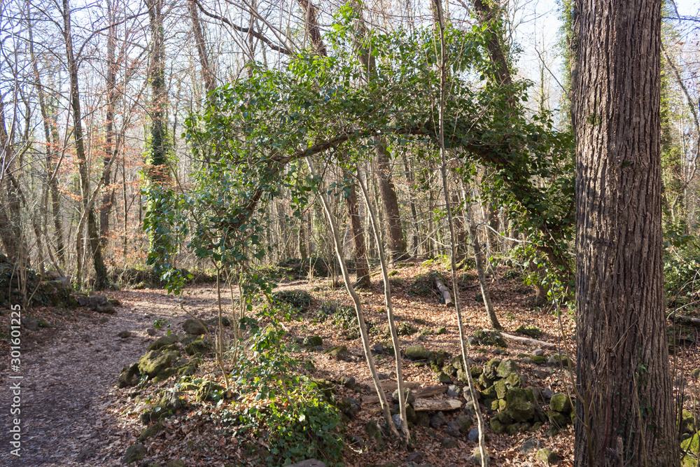 Trekking path in woods with hanging branches Trekking path in woods with hanging branches
