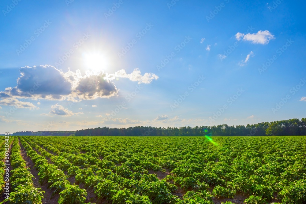 Potato field and sun