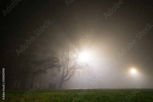 Fog in the autumn night park