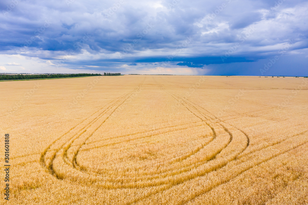 Panorama of a wheat field, wheat crop in Russia, thunderclouds over the crop. Combine harvester harvests wheat in the field