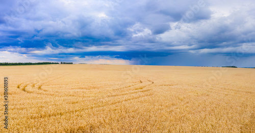 Panorama of a wheat field, wheat crop in Russia, thunderclouds over the crop. Combine harvester harvests wheat in the field