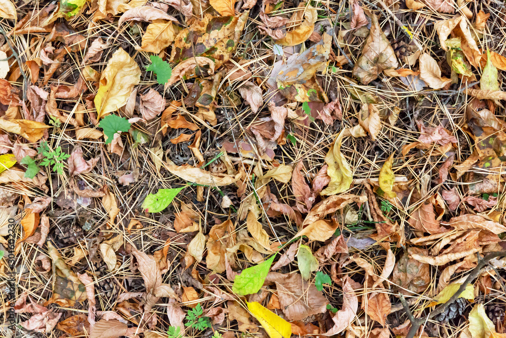 Forest floor with pine and spruce cones and needles, with dry foliage. Background image. Forest floor with pine and spruce cones and needles, with dry foliage. Background image.