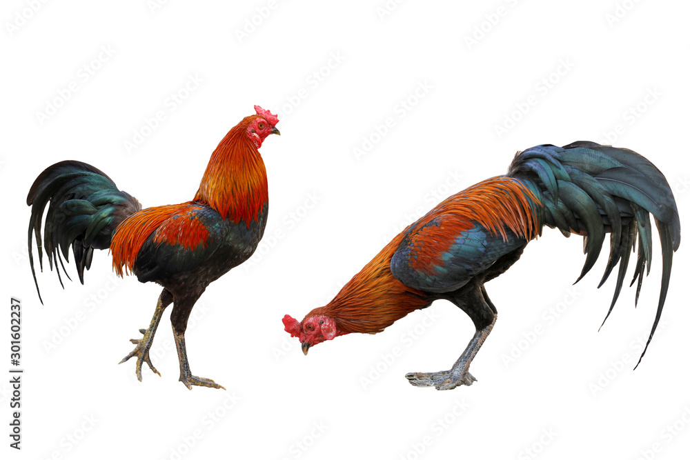2 Action fighting cock on white background have path Stock Photo | Adobe  Stock