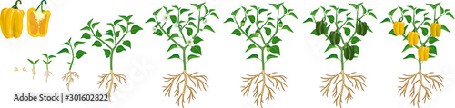 Life cycle of pepper plant. Growth stages from seed to flowering and fruiting plant with ripe yellow peppers isolated on white background