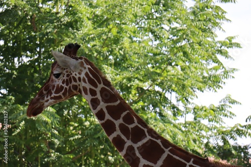 Photography Giraffe