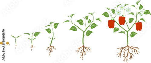 Life cycle of pepper plant. Growth stages from seed to flowering and fruiting plant with ripe red peppers isolated on white background