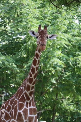 Photography Giraffe