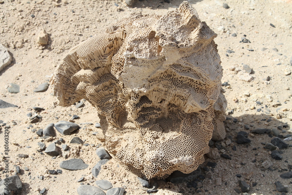 corail fossile corail fossile