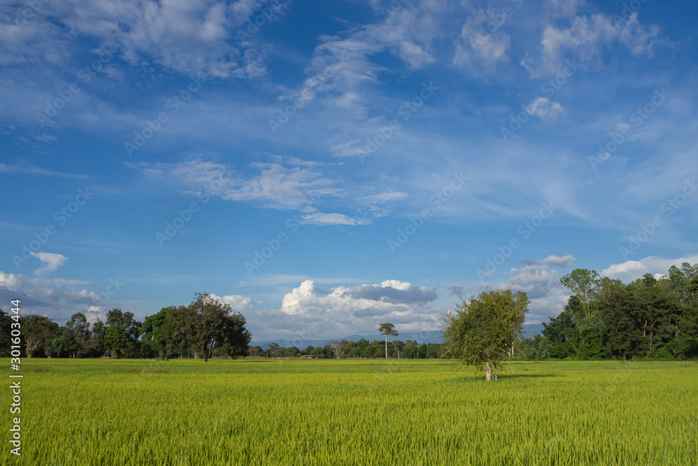 green organic rice field waiting for harvest with forest, mountain and blue sky background in the rural area of southeast asia. nature and agriculture concept.