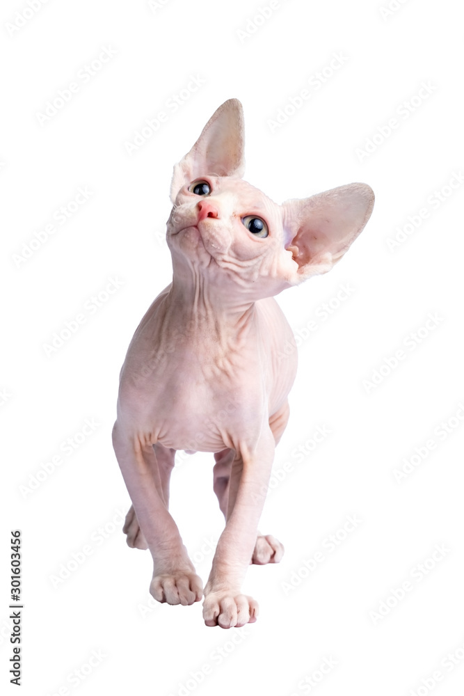 bald Sphynx cat portrait. Shorthair kitten two months old isolated on white background.