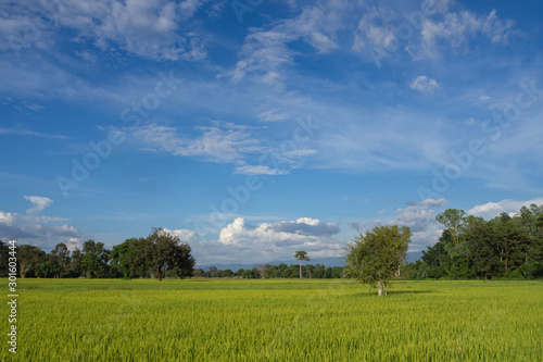 green organic rice field waiting for harvest with forest, mountain and blue sky background in the rural area of southeast asia. nature and agriculture concept.