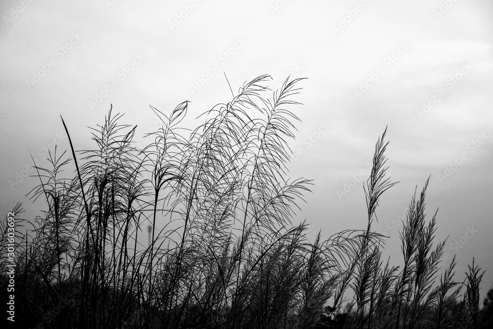 Obraz premium grass and sky